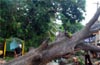 Heavy rains uproot huge mango tree near Land Links Township